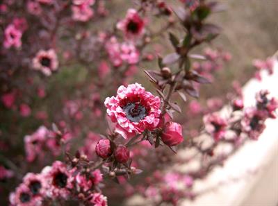 Leptospermum scopari